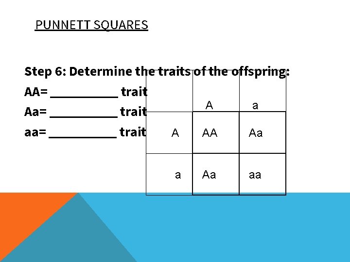 PUNNETT SQUARES Step 6: Determine the traits of the offspring: AA= _____ trait A