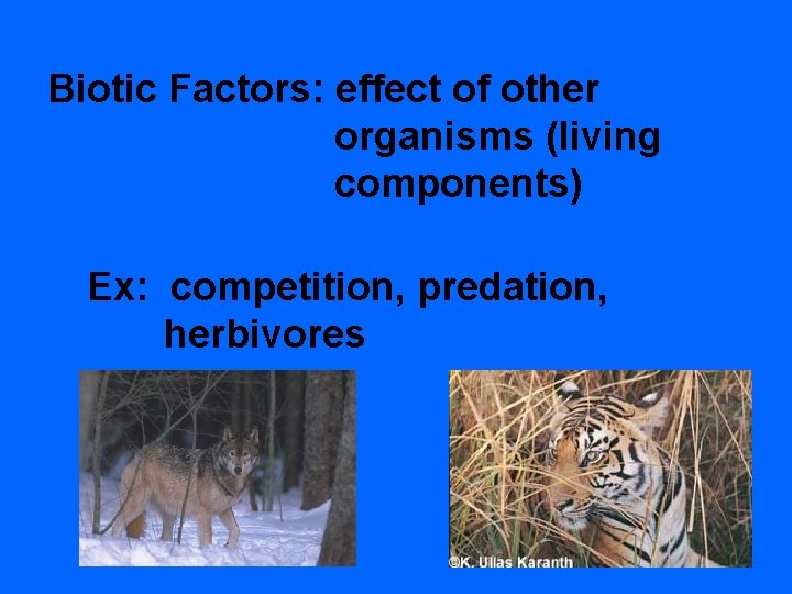 Biotic Factors: effect of other organisms (living components) Ex: competition, predation, herbivores 
