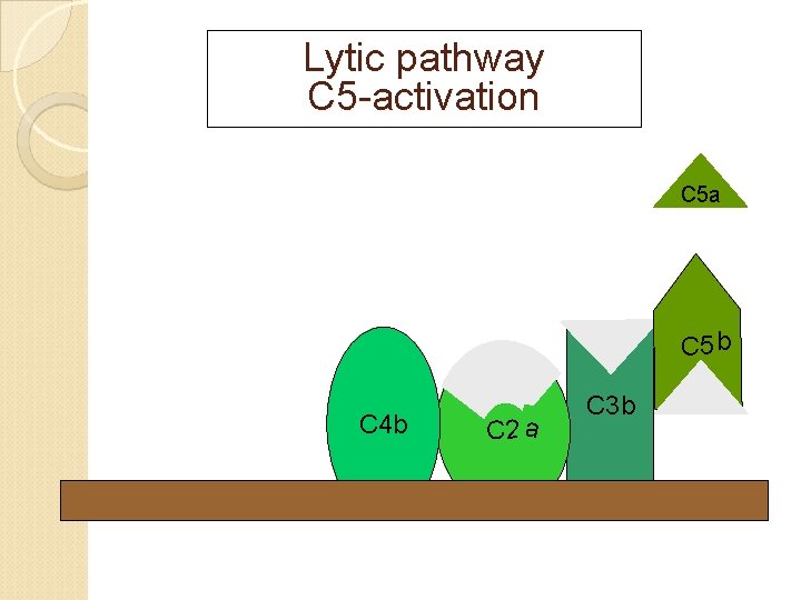 Lytic pathway C 5 -activation C 5 a C 5 b C 4 b