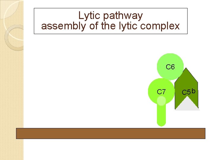 Lytic pathway assembly of the lytic complex C 6 C 7 C 5 b