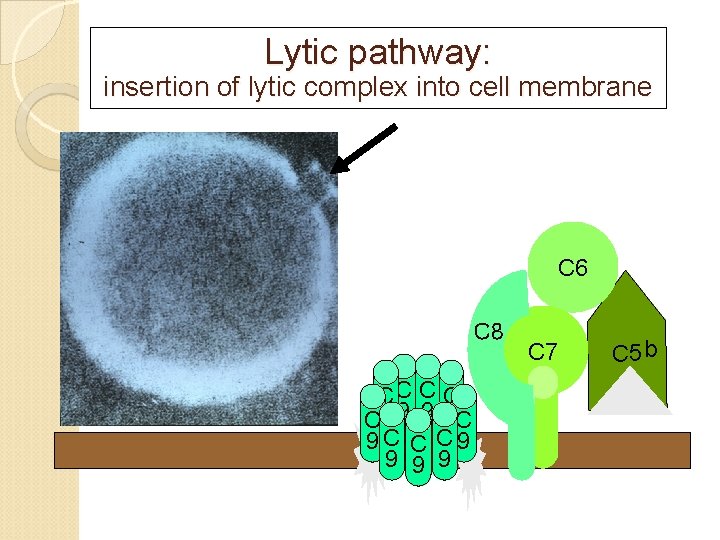 Lytic pathway: insertion of lytic complex into cell membrane C 6 C 8 CC