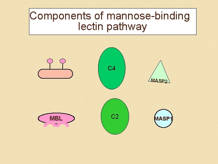 Components of mannose-binding lectin pathway C 4 MASP 2 MBL C 2 MASP 1