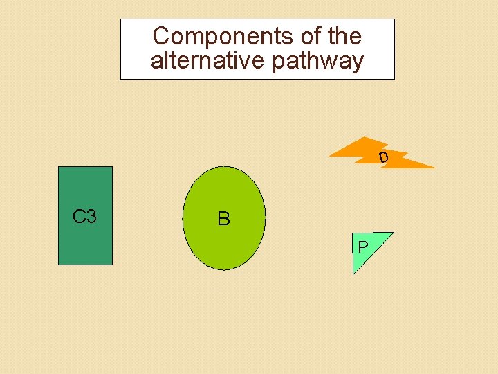 Components of the alternative pathway D C 3 B P 