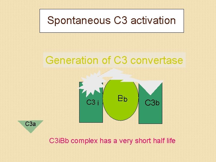 Spontaneous C 3 activation Generation of C 3 convertase H 2 O C 3