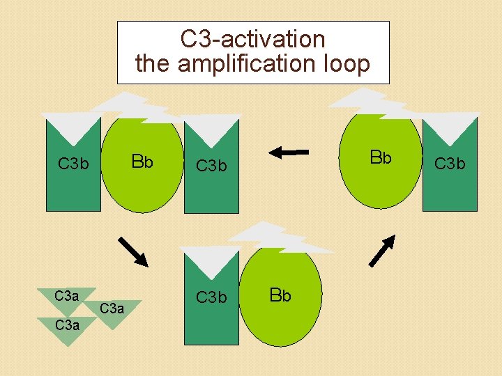C 3 -activation the amplification loop Bb C 3 a Bb C 3 b
