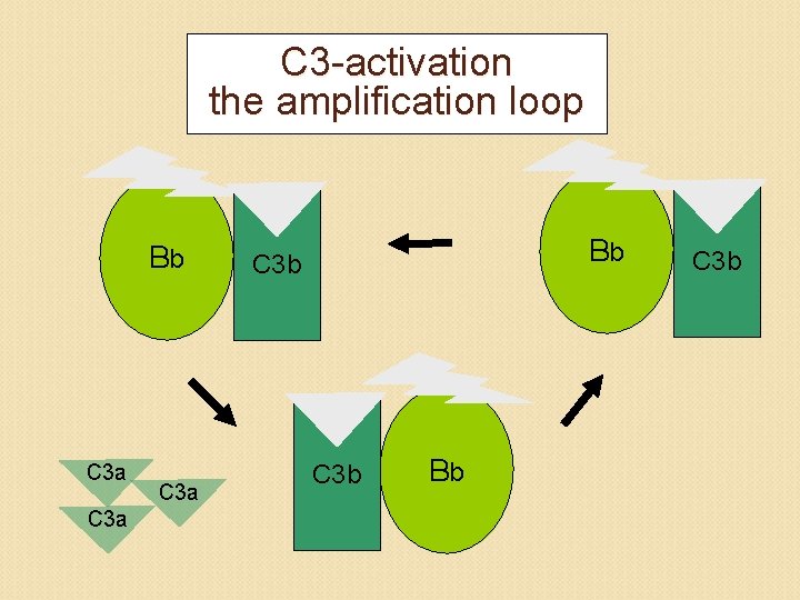 C 3 -activation the amplification loop Bb C 3 a Bb C 3 b