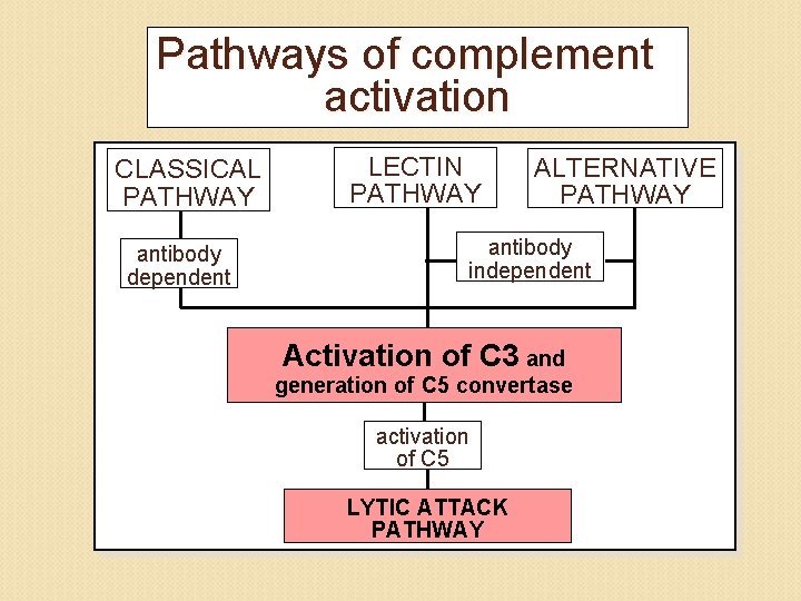 Pathways of complement activation CLASSICAL PATHWAY antibody dependent LECTIN PATHWAY ALTERNATIVE PATHWAY antibody independent
