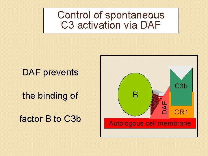 Control of spontaneous C 3 activation via DAF prevents C 3 b factor B