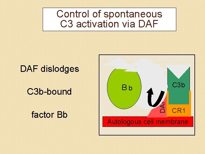 Control of spontaneous C 3 activation via DAF dislodges factor Bb C 3 b