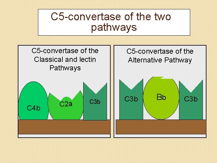 C 5 -convertase of the two pathways C 5 -convertase of the Classical and