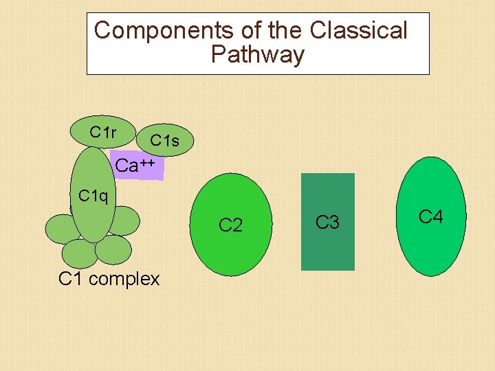 Components of the Classical Pathway C 1 r C 1 s Ca++ C 1