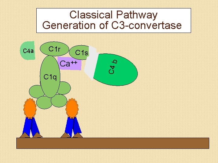 Classical Pathway Generation of C 3 -convertase C 1 r C 1 s Ca++