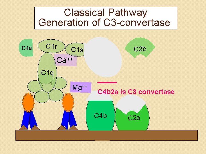 Classical Pathway Generation of C 3 -convertase C 4 a C 1 r C