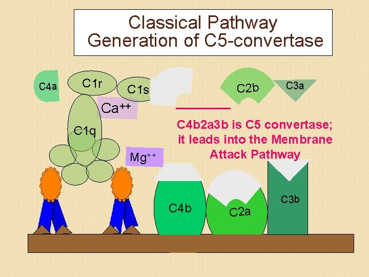 Classical Pathway Generation of C 5 -convertase C 4 a C 1 r C