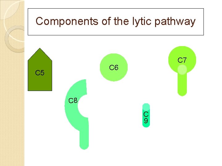 Components of the lytic pathway C 7 C 6 C 5 C 8 C