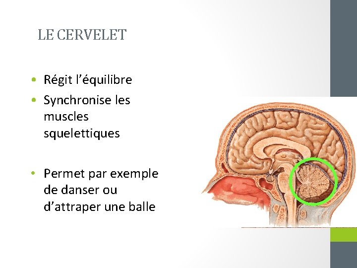 LE CERVELET • Régit l’équilibre • Synchronise les muscles squelettiques • Permet par exemple