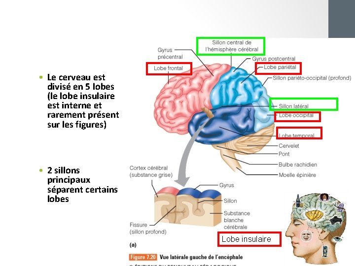  • Le cerveau est divisé en 5 lobes (le lobe insulaire est interne