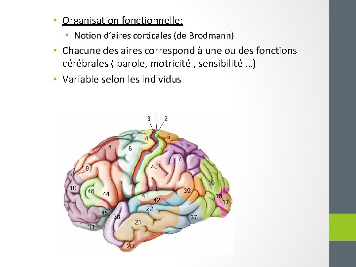  • Organisation fonctionnelle: • Notion d’aires corticales (de Brodmann) • Chacune des aires