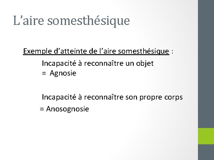 L’aire somesthésique Exemple d’atteinte de l’aire somesthésique : Incapacité à reconnaître un objet =