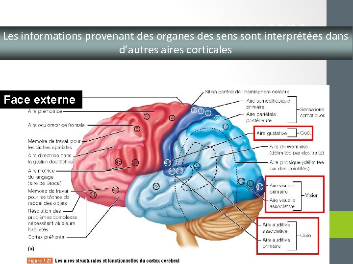 Les aires liées aux autres sens Les informations provenant des organes des sens sont