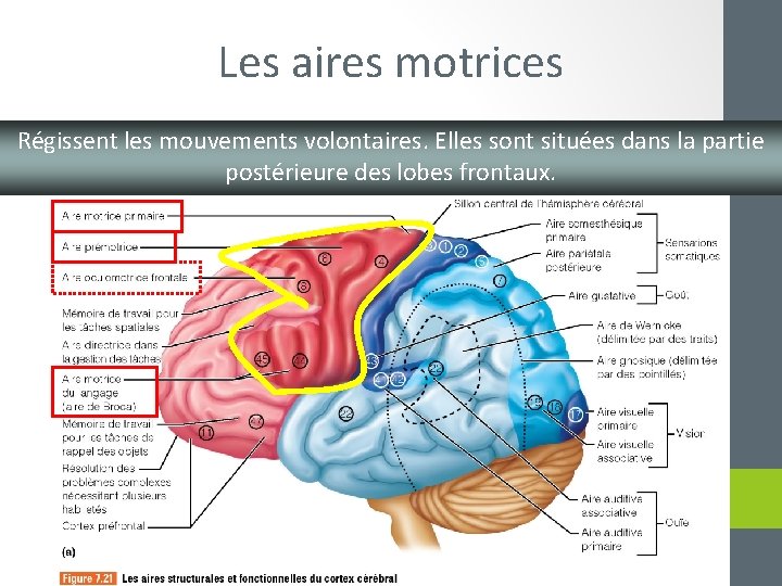 Les aires motrices Régissent les mouvements volontaires. Elles sont situées dans la partie postérieure