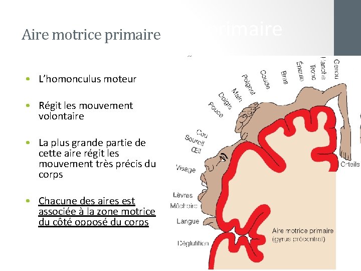 L’aire motrice Aire motrice primaire • L’homonculus moteur • Régit les mouvement volontaire •