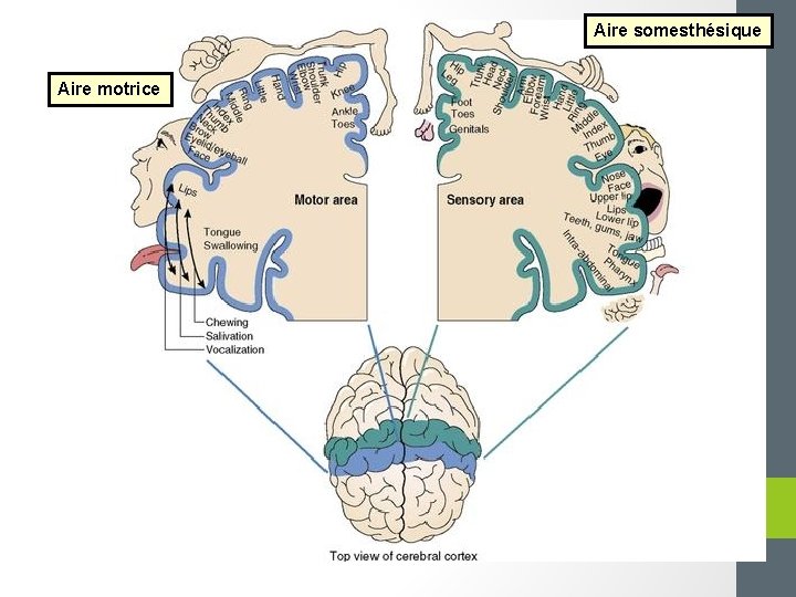 Aire somesthésique Aire motrice 