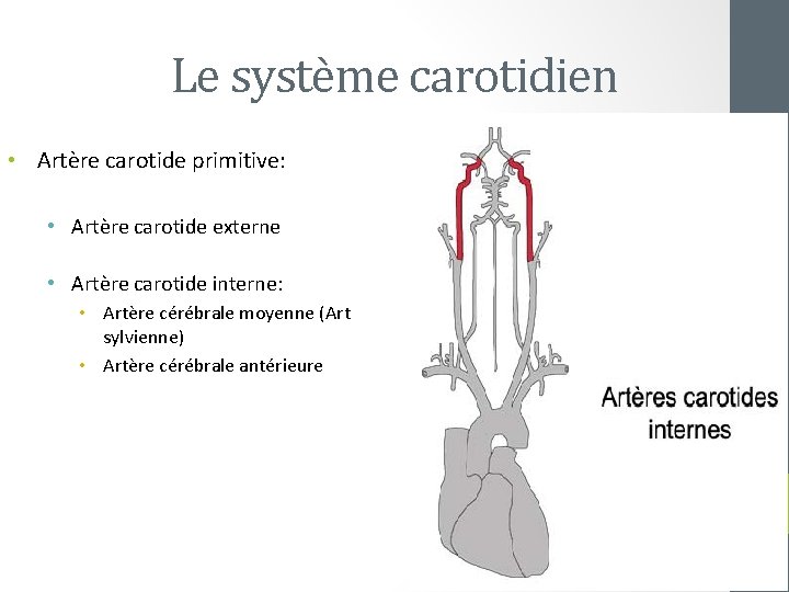 Le système carotidien • Artère carotide primitive: • Artère carotide externe • Artère carotide