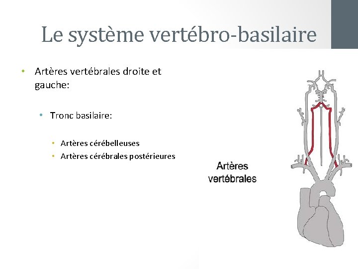 Le système vertébro-basilaire • Artères vertébrales droite et gauche: • Tronc basilaire: • Artères