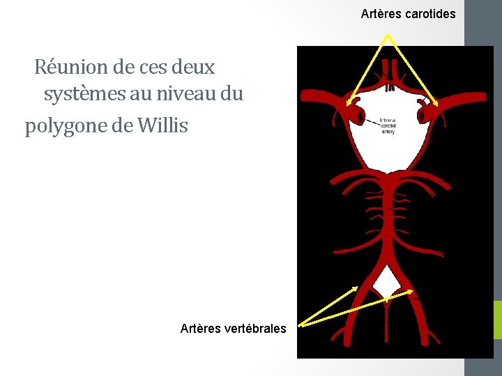 Artères carotides Réunion de ces deux systèmes au niveau du polygone de Willis Artères