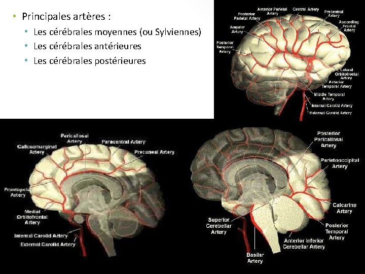  • Principales artères : • Les cérébrales moyennes (ou Sylviennes) • Les cérébrales