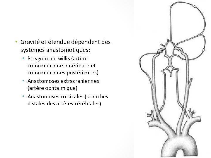  • Gravité et étendue dépendent des systèmes anastomotiques: • Polygone de willis (artère