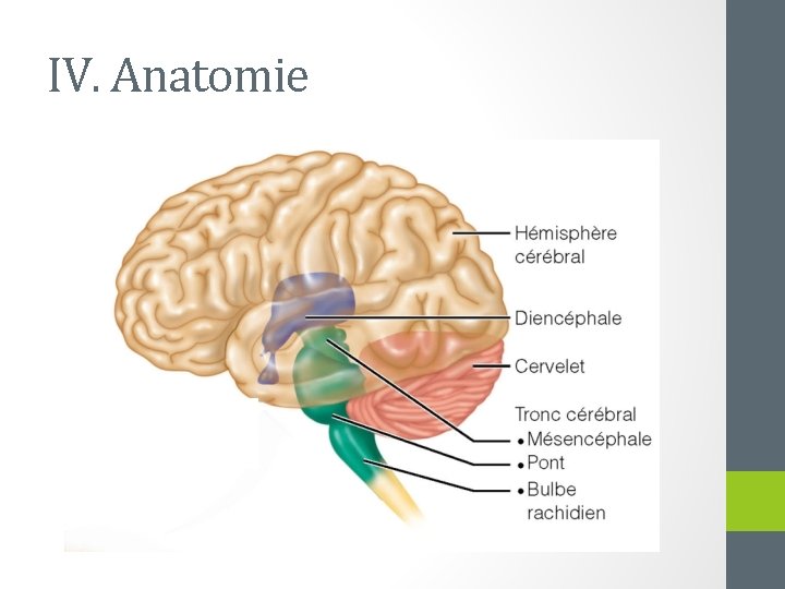 IV. Anatomie 