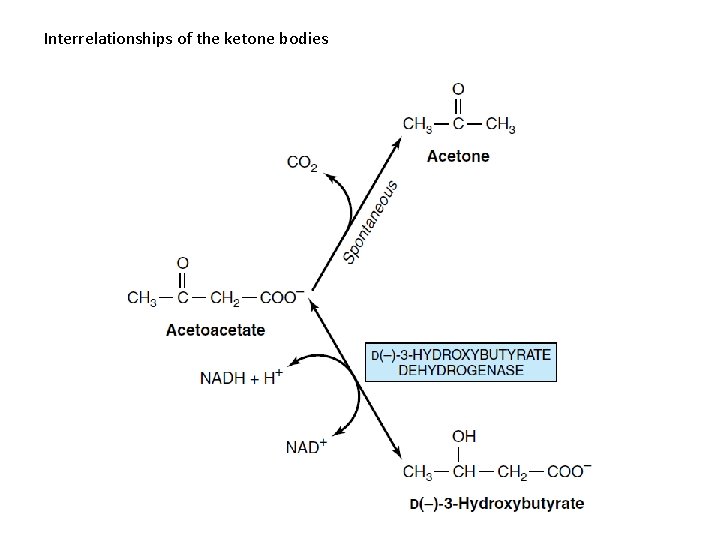 Interrelationships of the ketone bodies 