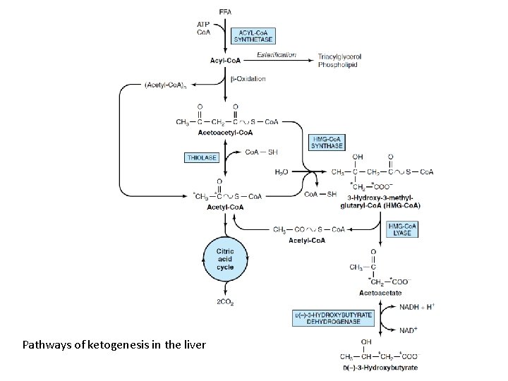 Pathways of ketogenesis in the liver 