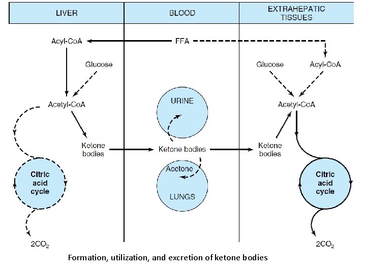 Formation, utilization, and excretion of ketone bodies 
