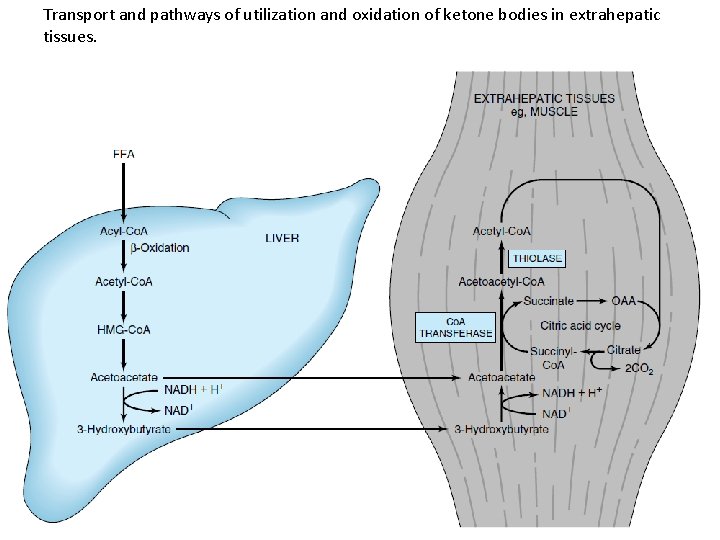 Transport and pathways of utilization and oxidation of ketone bodies in extrahepatic tissues. 