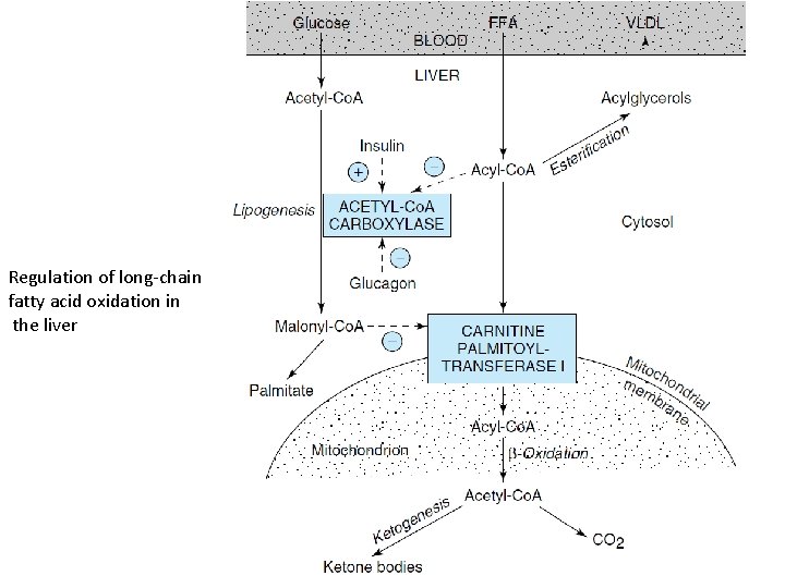 Regulation of long-chain fatty acid oxidation in the liver 