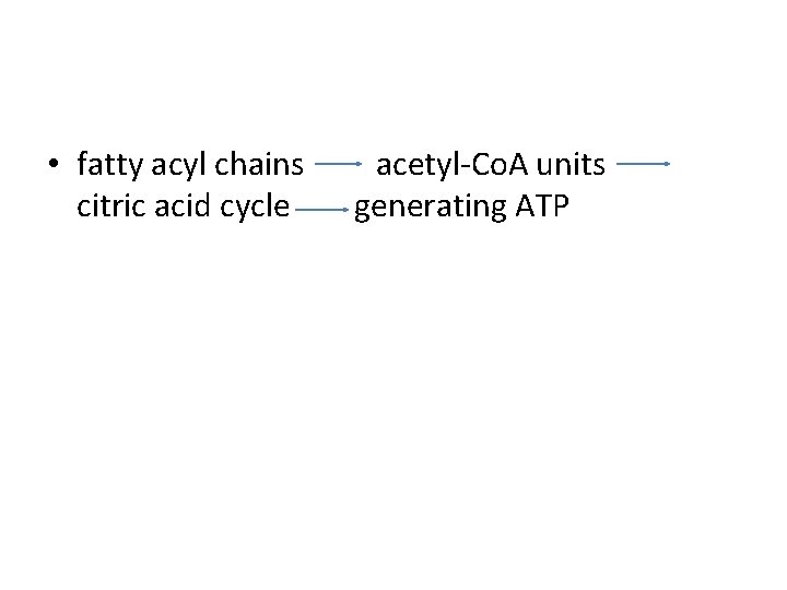  • fatty acyl chains citric acid cycle acetyl-Co. A units generating ATP 