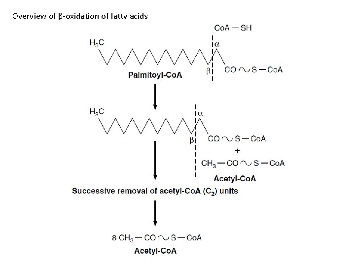 Overview of β-oxidation of fatty acids 