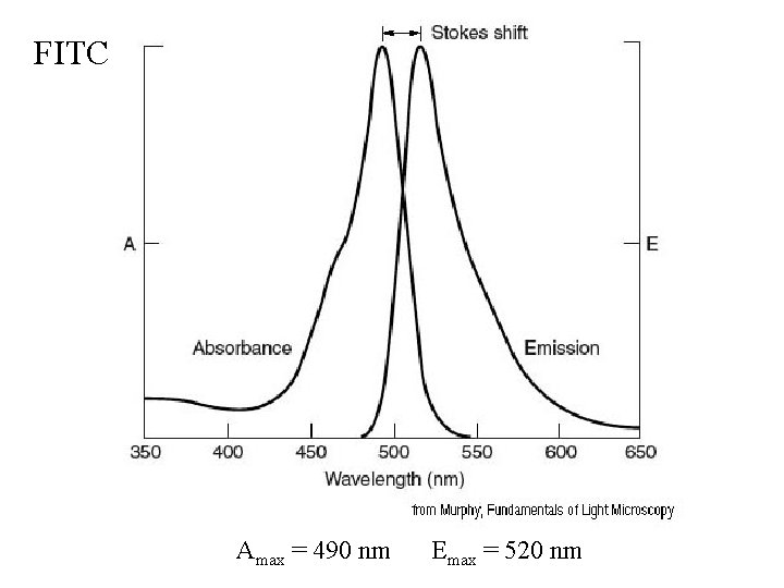 FITC Amax = 490 nm Emax = 520 nm 