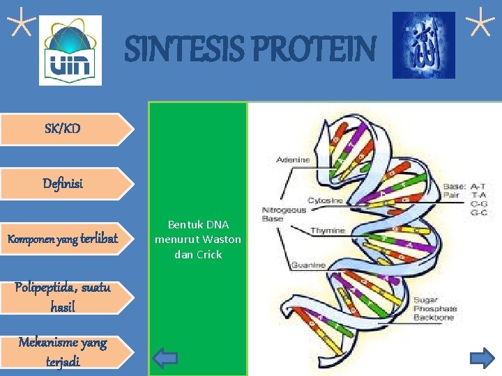 SINTESIS PROTEIN SK/KD Definisi Komponen yang terlibat Polipeptida, suatu hasil Mekanisme yang terjadi Bentuk