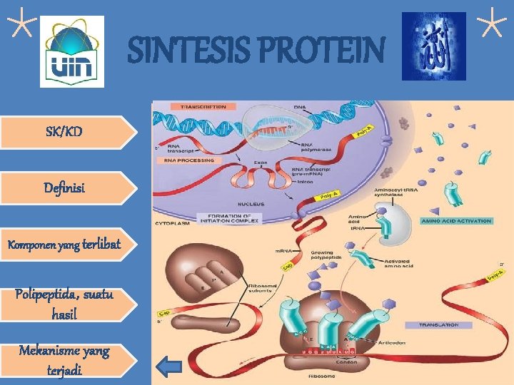 SINTESIS PROTEIN SK/KD Definisi Komponen yang terlibat Polipeptida, suatu hasil Mekanisme yang terjadi 