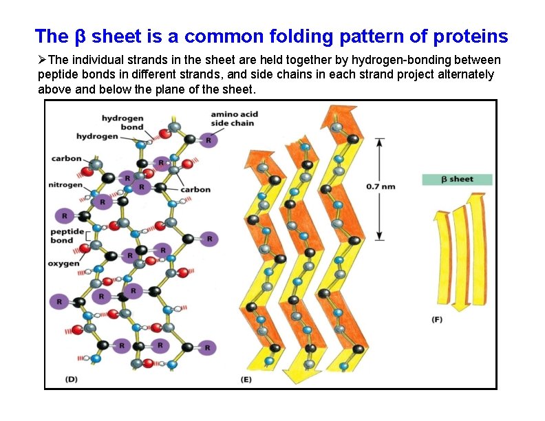 The β sheet is a common folding pattern of proteins The individual strands in