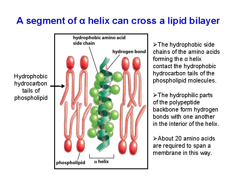 A segment of α helix can cross a lipid bilayer Hydrophobic hydrocarbon tails of