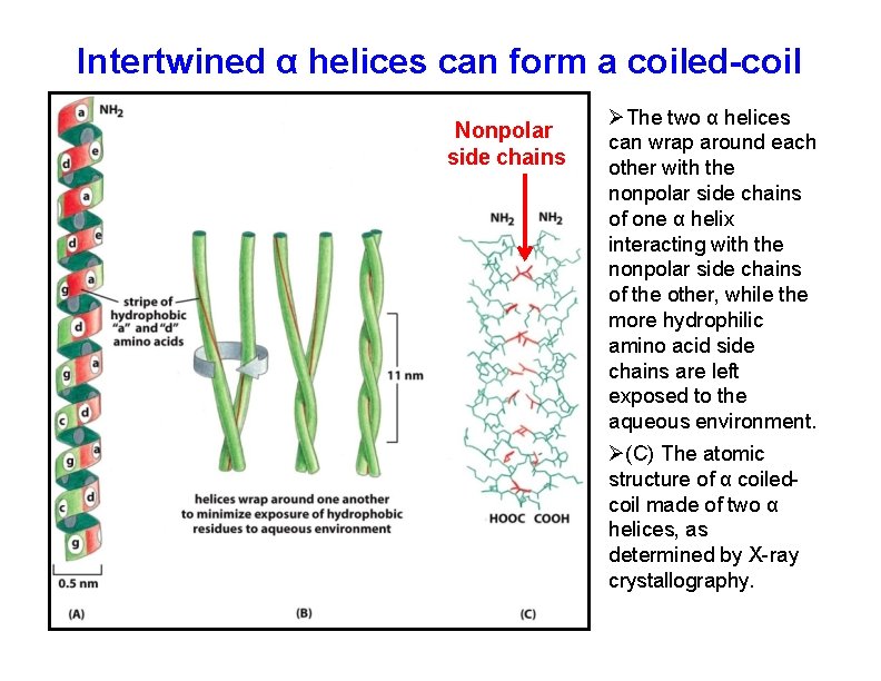 Intertwined α helices can form a coiled-coil Nonpolar side chains The two α helices