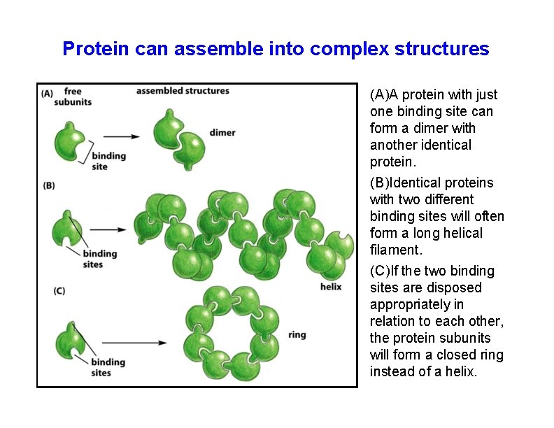 Protein can assemble into complex structures (A)A protein with just one binding site can