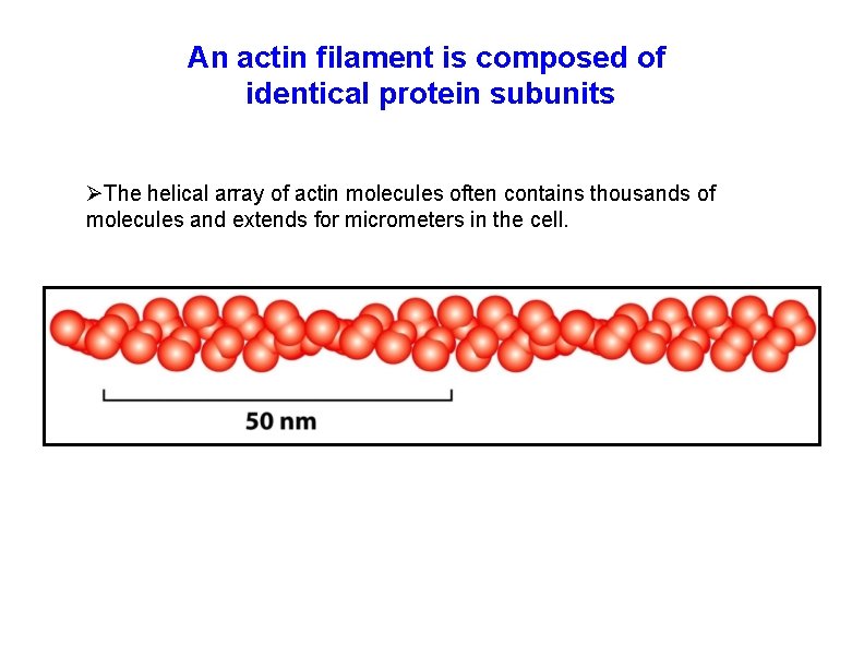 An actin filament is composed of identical protein subunits The helical array of actin