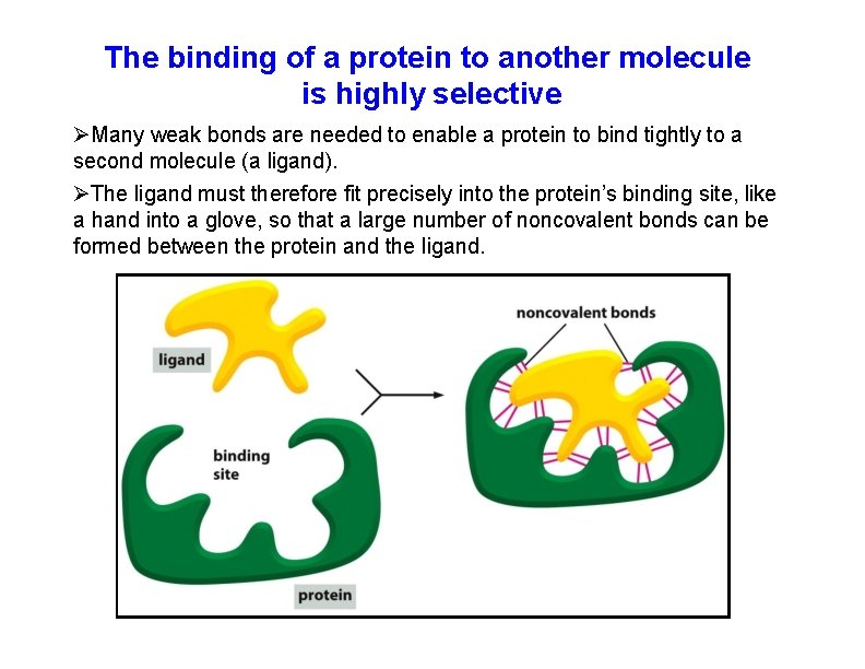 The binding of a protein to another molecule is highly selective Many weak bonds