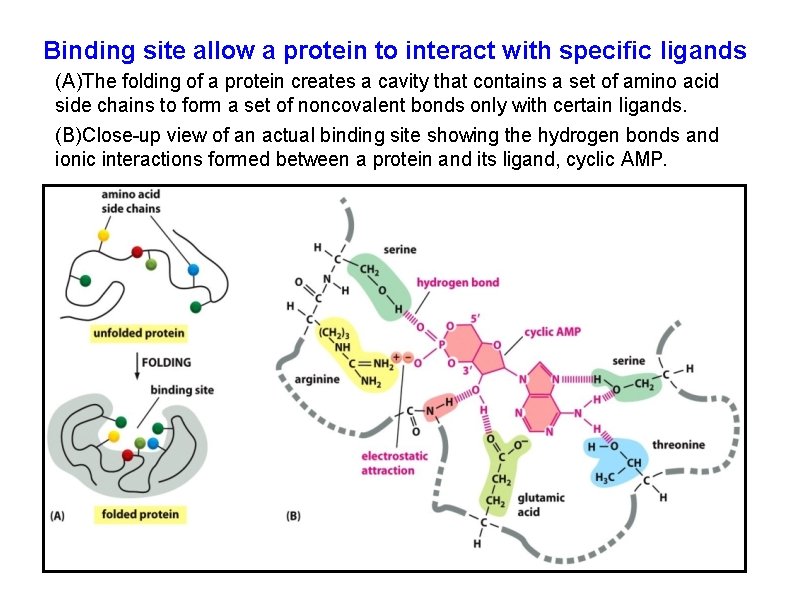 Binding site allow a protein to interact with specific ligands (A)The folding of a